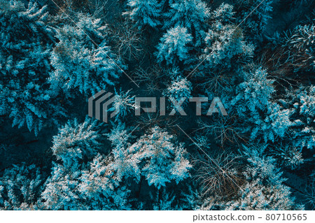 Tops of snow-covered pines on a frosty morning in the Carpathians. Snowy evergreen wild forest, forest view from a height. Tops of snow-covered pines on a frosty morning in the Carpathians. Snowy evergreen wild forest, forest view from a height. 80710565