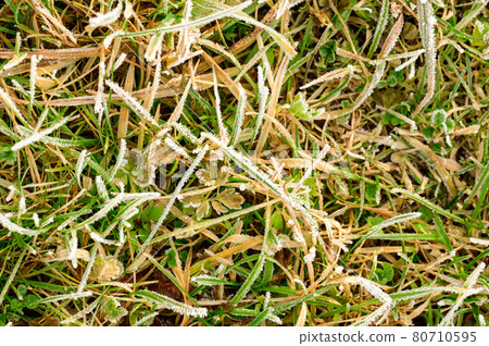 Close up of grass with ice, morning spring frosts, spring awakening. Close up of grass with ice, morning spring frosts, spring awakening. 80710595