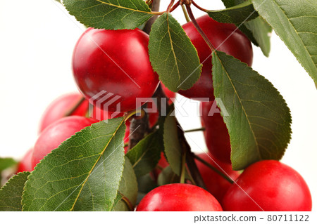Red mirabele plums (Prunus domestica) on a tree branch with white background. Close up detail. 80711122
