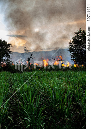 Sugar cane fire burning in field at Valle del Cauca in Colombia 80711424