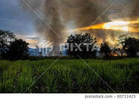 Sugar cane fire burning in field at Valle del Cauca in Colombia 80711425