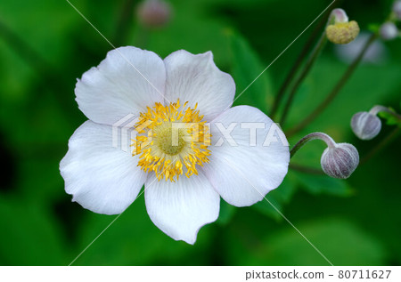 wood anemone buds and blossom 80711627