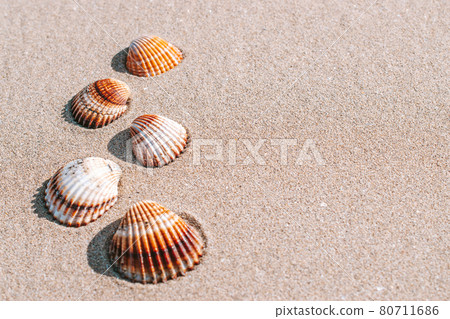 Hello summer with seashells, starfishes on sand ocean beach background. Exotic beach with copy space. 80711686
