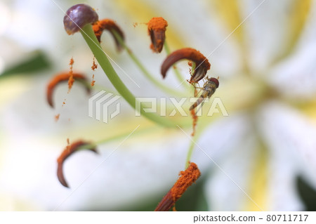 Marmalade hoverfly that came to the flower of the golden-rayed lily Marmalade hoverfly that came to the flower of the golden-rayed lily 80711717