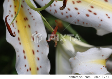 Marmalade hoverfly that came to the flower of the golden-rayed lily Marmalade hoverfly that came to the flower of the golden-rayed lily 80711735
