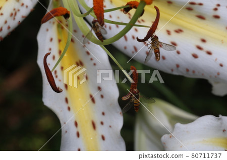 Marmalade hoverfly that came to the flower of the golden-rayed lily Marmalade hoverfly that came to the flower of the golden-rayed lily 80711737