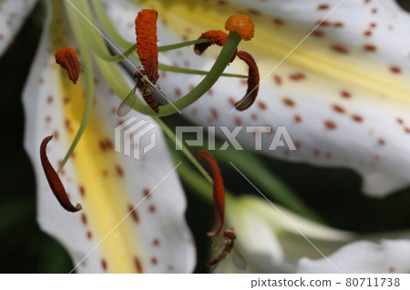 Marmalade hoverfly that came to the flower of the golden-rayed lily Marmalade hoverfly that came to the flower of the golden-rayed lily 80711738