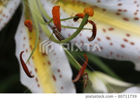 Marmalade hoverfly that came to the flower of the golden-rayed lily Marmalade hoverfly that came to the flower of the golden-rayed lily 80711739