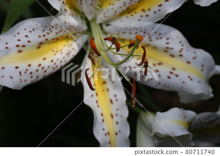 Marmalade hoverfly that came to the flower of the golden-rayed lily Marmalade hoverfly that came to the flower of the golden-rayed lily 80711740
