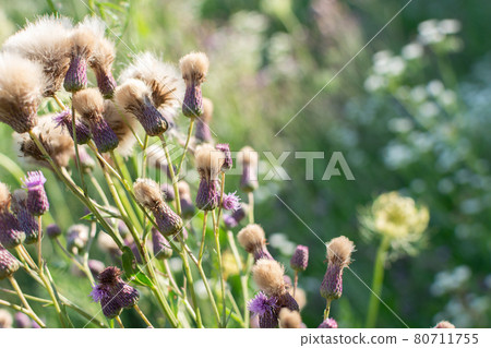 Thorny weed in the field, field thistle, sow thistle. Thorny weed in the field, field thistle, sow thistle. 80711755