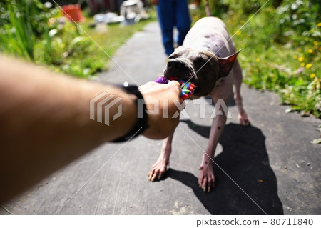 Stubborn american hairless terrier holds on toy held by a man hand 80711840