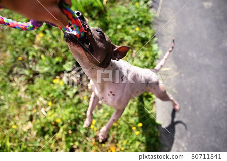 Stubborn american hairless terrier holds on toy held by a man hand 80711841