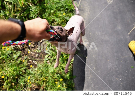 Stubborn american hairless terrier holds on toy held by a man hand 80711846