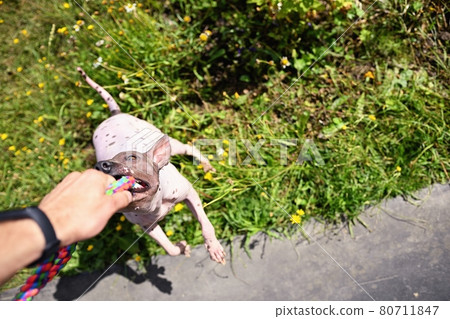 Stubborn american hairless terrier holds on toy held by a man hand Stubborn american hairless terrier holds on toy held by a man hand 80711847