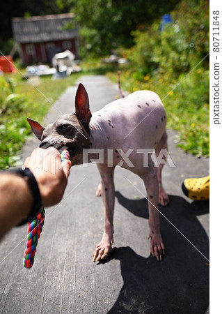 Stubborn american hairless terrier holds on toy held by a man hand Stubborn american hairless terrier holds on toy held by a man hand 80711848