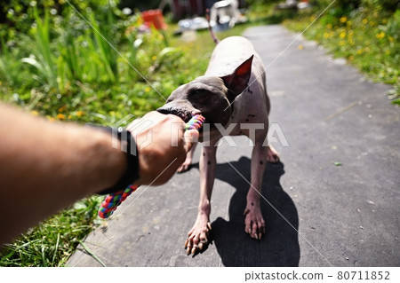 Stubborn american hairless terrier holds on toy held by a man hand Stubborn american hairless terrier holds on toy held by a man hand 80711852