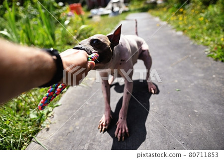 Stubborn american hairless terrier holds on toy held by a man hand 80711853