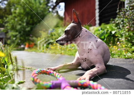 Portrait of american hairless terrier Portrait in the park with a toy 80711855