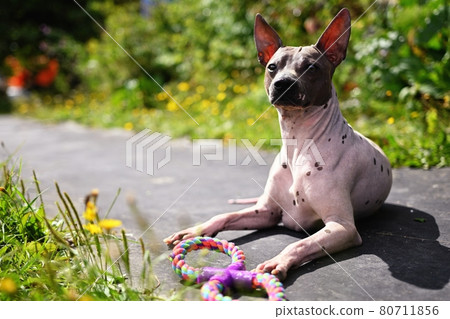 Portrait of american hairless terrier Portrait in the park with a toy Portrait of american hairless terrier Portrait in the park with a toy 80711856