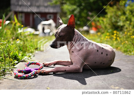 Portrait of american hairless terrier Portrait in the park with a toy Portrait of american hairless terrier Portrait in the park with a toy 80711862