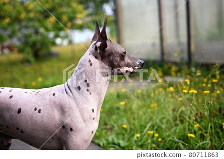 Portrait of american hairless terrier in the park Portrait of american hairless terrier in the park 80711863