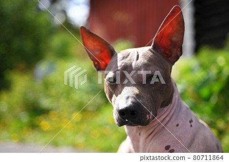 Portrait of american hairless terrier in the park Portrait of american hairless terrier in the park 80711864