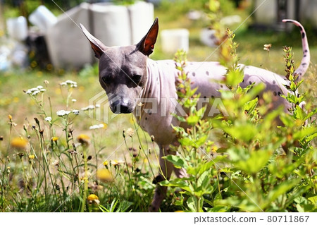 Portrait of american hairless terrier in the park Portrait of american hairless terrier in the park 80711867