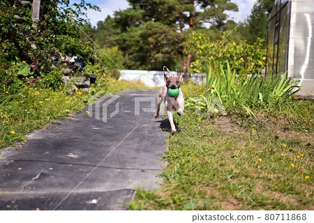 American naked terrier runs around with a ball in the backyard 80711868
