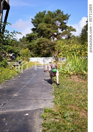 American naked terrier runs around with a ball in the backyard 80711869