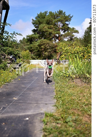 American naked terrier runs around with a ball in the backyard American naked terrier runs around with a ball in the backyard 80711873
