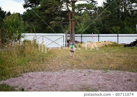 American naked terrier runs around with a ball in the backyard American naked terrier runs around with a ball in the backyard 80711874