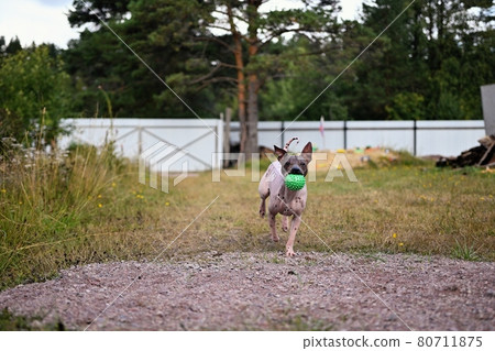 American naked terrier runs around with a ball in the backyard 80711875