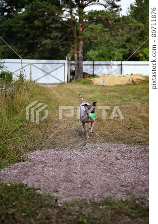 American naked terrier runs around with a ball in the backyard American naked terrier runs around with a ball in the backyard 80711876