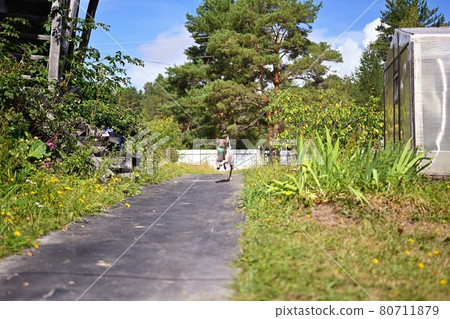 American naked terrier runs around with a ball in the backyard 80711879