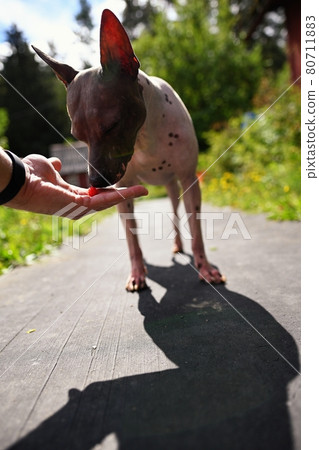 American naked terrier eats berry from his hand 80711883