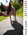 American naked terrier eats berry from his hand 80711885