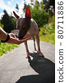 American naked terrier eats berry from his hand 80711886