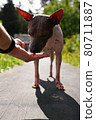 American naked terrier eats berry from his hand 80711887