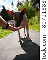 American naked terrier eats berry from his hand 80711888