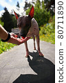 American naked terrier eats berry from his hand 80711890