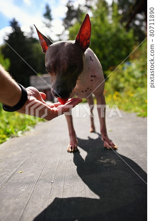American naked terrier eats berry from his hand American naked terrier eats berry from his hand 80711890