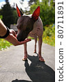 American naked terrier eats berry from his hand 80711891