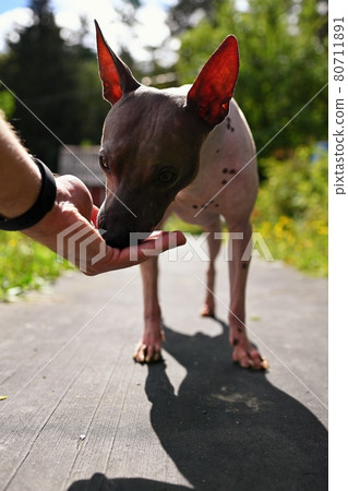 American naked terrier eats berry from his hand American naked terrier eats berry from his hand 80711891