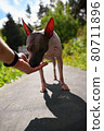 American naked terrier eats berry from his hand 80711896