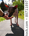 American naked terrier eats berry from his hand 80711897
