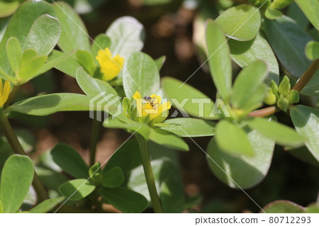 A small ant covered with yellow pollen that came to the purslane flower that blooms in midsummer 80712293