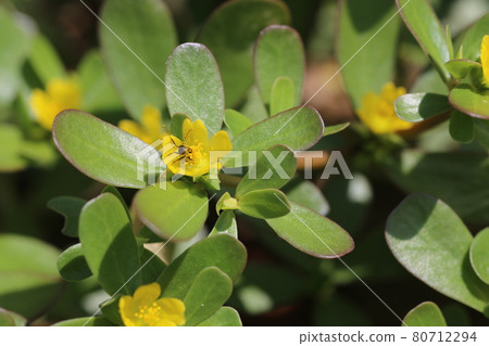 A small ant covered with yellow pollen that came to the purslane flower that blooms in midsummer 80712294