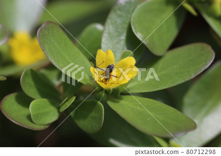 A small ant covered with yellow pollen that came to the purslane flower that blooms in midsummer 80712298