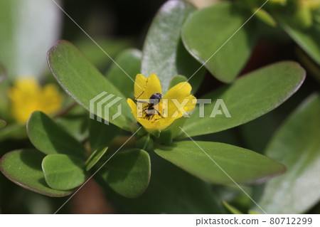 A small ant covered with yellow pollen that came to the purslane flower that blooms in midsummer 80712299