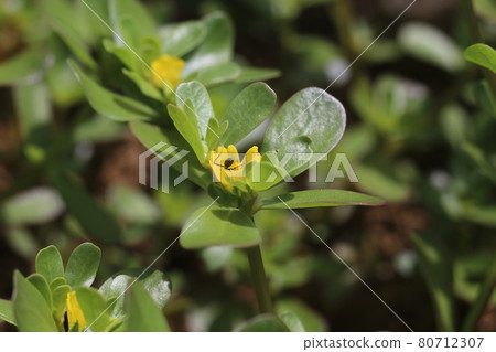 一隻長滿黃色花粉的小螞蟻，來到盛夏盛開的馬齒莧花上 80712307